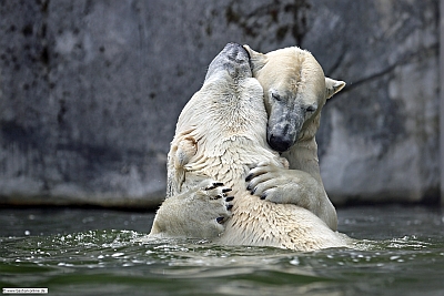 Titel Eisbär Titel Eisbär
