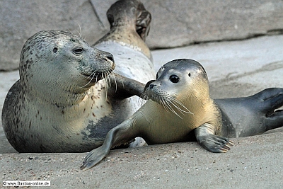 Titel_robben Titel_robben