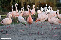 Chile_Flamingo-ZooLD-13_1_2-1353-x