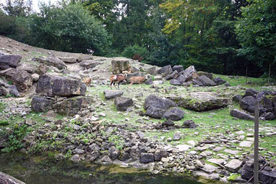 FA-Alpensteinbock-Mergentheim-18_09_10-3112