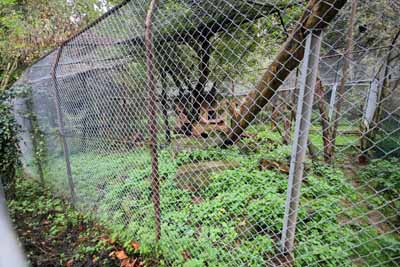 FA-Gehege-Wildpark Pforzheim-02_10_10-4474