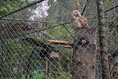 FA-Gehege-Wildpark Pforzheim-02_10_10-4475