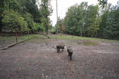 FA-Gehege-Wildpark Pforzheim-02_10_10-4611