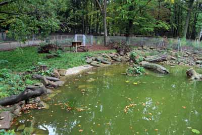 FA-Mufflon-Wildpark Pforzheim-02_10_10-4404