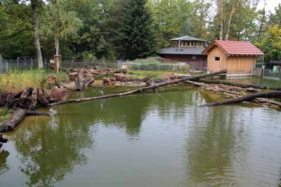 FA-Mufflon-Wildpark Pforzheim-02_10_10-4406