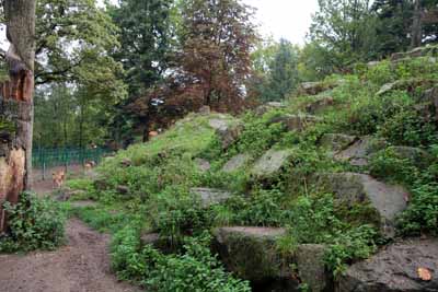 FA-Mufflon-Wildpark Pforzheim-02_10_10-4409