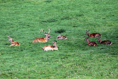 FA-Rotwild-Mergentheim-18_09_10-9610