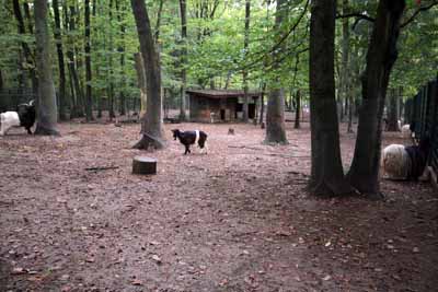 FA-Schwarzhalsziege-Wildpark Pforzheim-02_10_10-4578