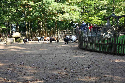 FA-Streichelzoo-Mergentheim-18_09_10-3170