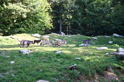 FA-Wolf-Mergentheim-18_09_10-3166