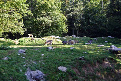 FA-Wolf-Mergentheim-18_09_10-3167