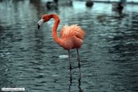 Flamingo-ZooHD-2_12_12-7375-x