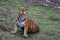 Tiger-Zoo LD-9510